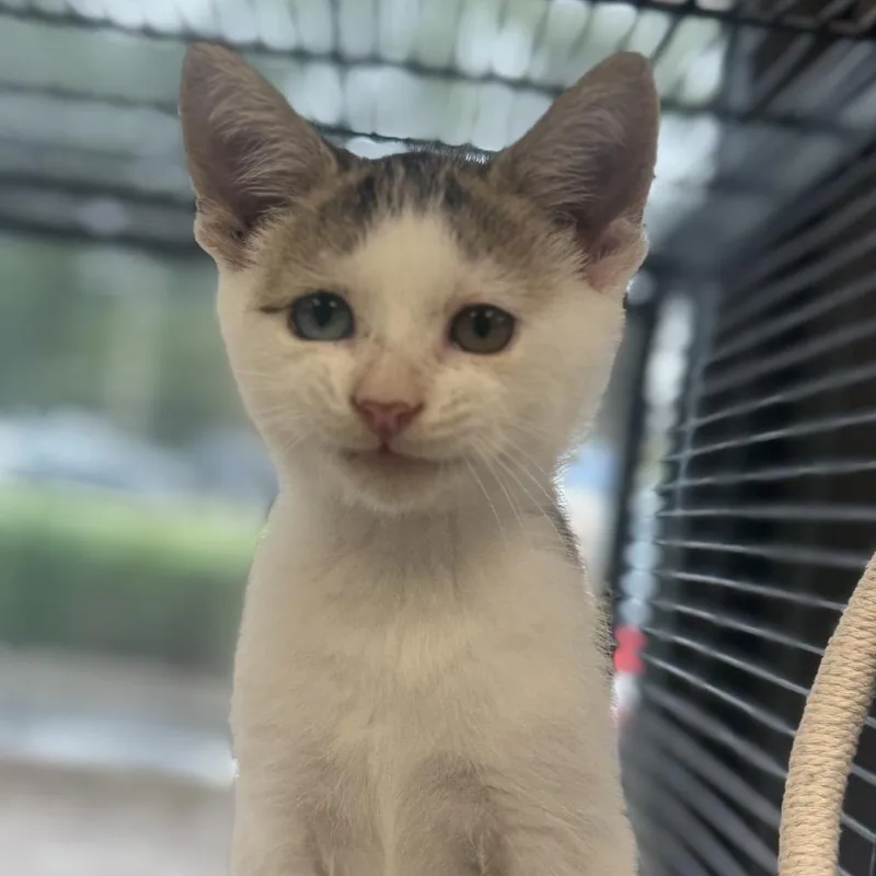A baby small-sized male White Domestic Short Hair cat named Zig Zag for adoption in Chesapeake, VA