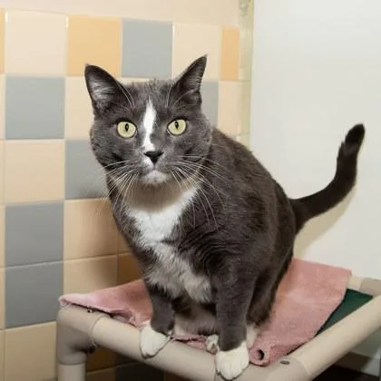 An adult small-sized male Domestic Short Hair cat named Kitkat for adoption in Longmont, CO