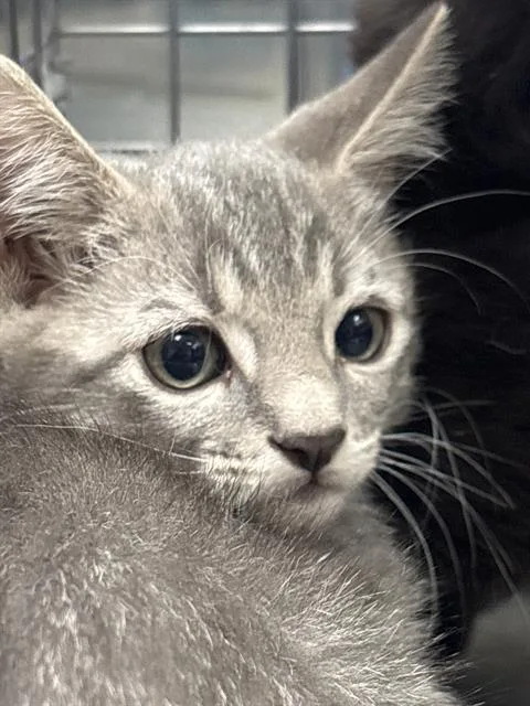 A baby small-sized female Domestic Short Hair cat named Peppermint Patty for adoption in Las Vegas, NV