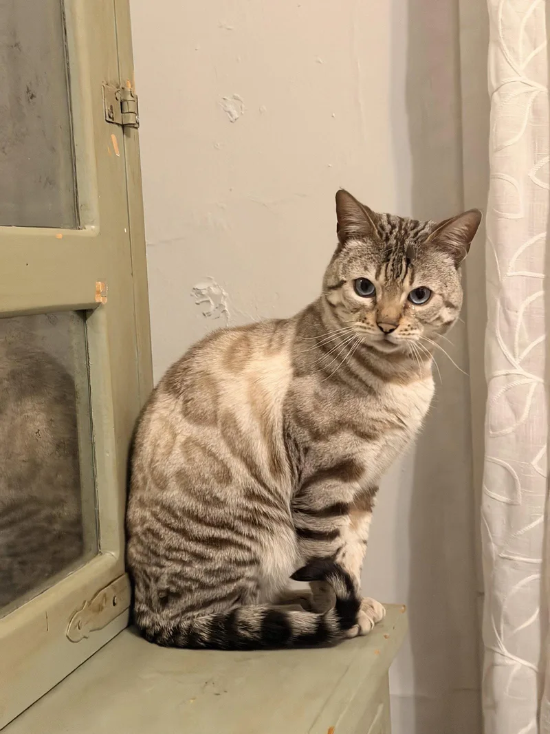 An adult medium-sized male Bengal cat named Osiris for adoption in Fort Collins, CO