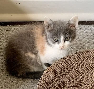 A baby medium-sized female Dilute Calico Domestic Short Hair cat named Tiramisu for adoption in Rossville, TN
