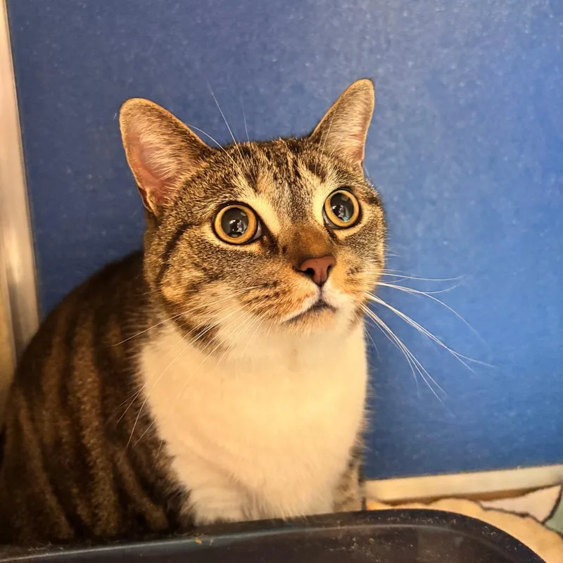 An adult large-sized female Brown / Chocolate Domestic Short Hair cat named Firefly for adoption in Lynchburg, VA