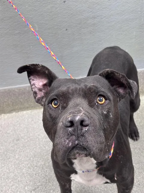 An adult medium-sized male Pit Bull Terrier dog named Mr. Jack for adoption in Las Vegas, NV