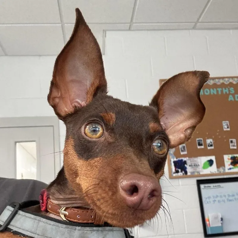 A young small-sized male Miniature Pinscher dog named Bentley for adoption in Marshall, VA
