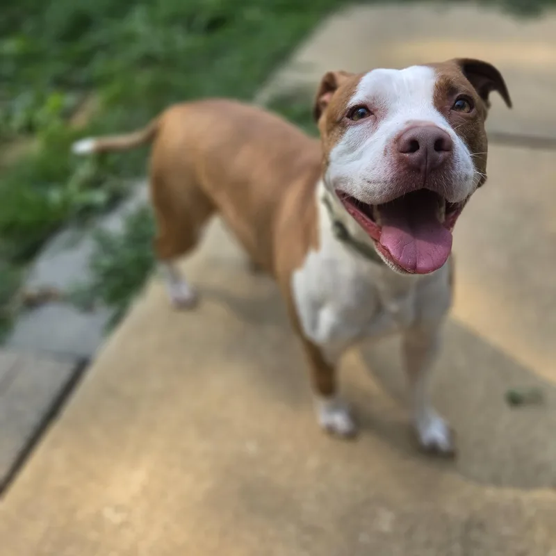 An adult medium-sized male American Staffordshire Terrier dog named Andy for adoption in Old Bridge, NJ
