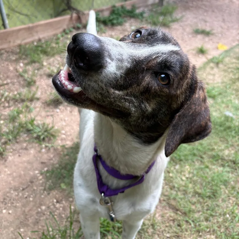 An adult medium-sized female Great Pyrenees dog named Doublemint for adoption in Austin, TX