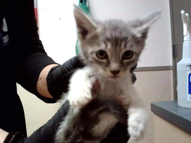 A baby small-sized female Domestic Short Hair cat named A for adoption in Martinez, CA