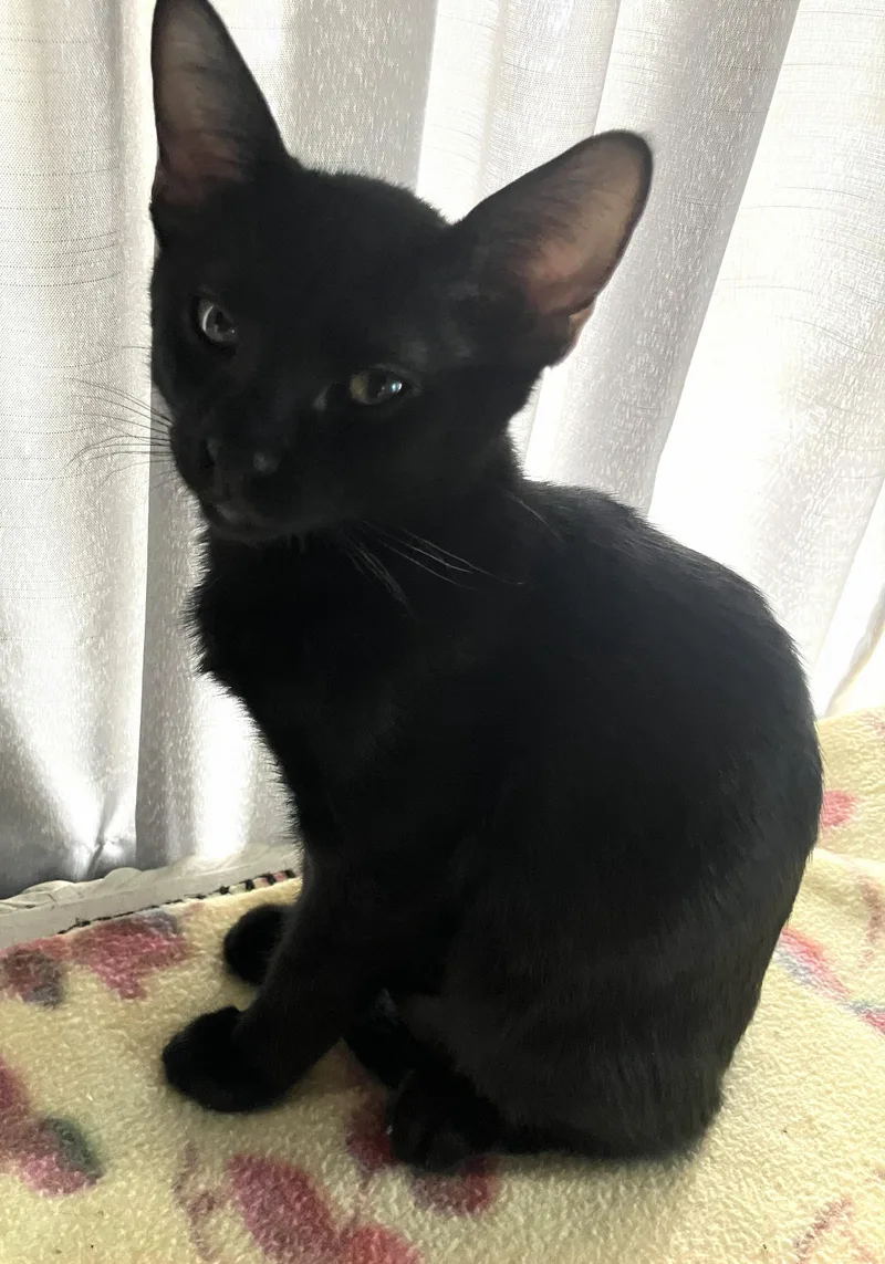 A baby medium-sized male Black Domestic Short Hair cat named Echo โ A Handsome for adoption in Prescott, AZ