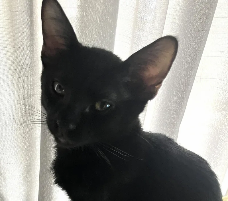 Echo — A Handsome thumbnail 2