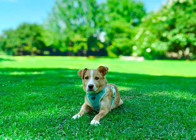 Bonnie aka Nova