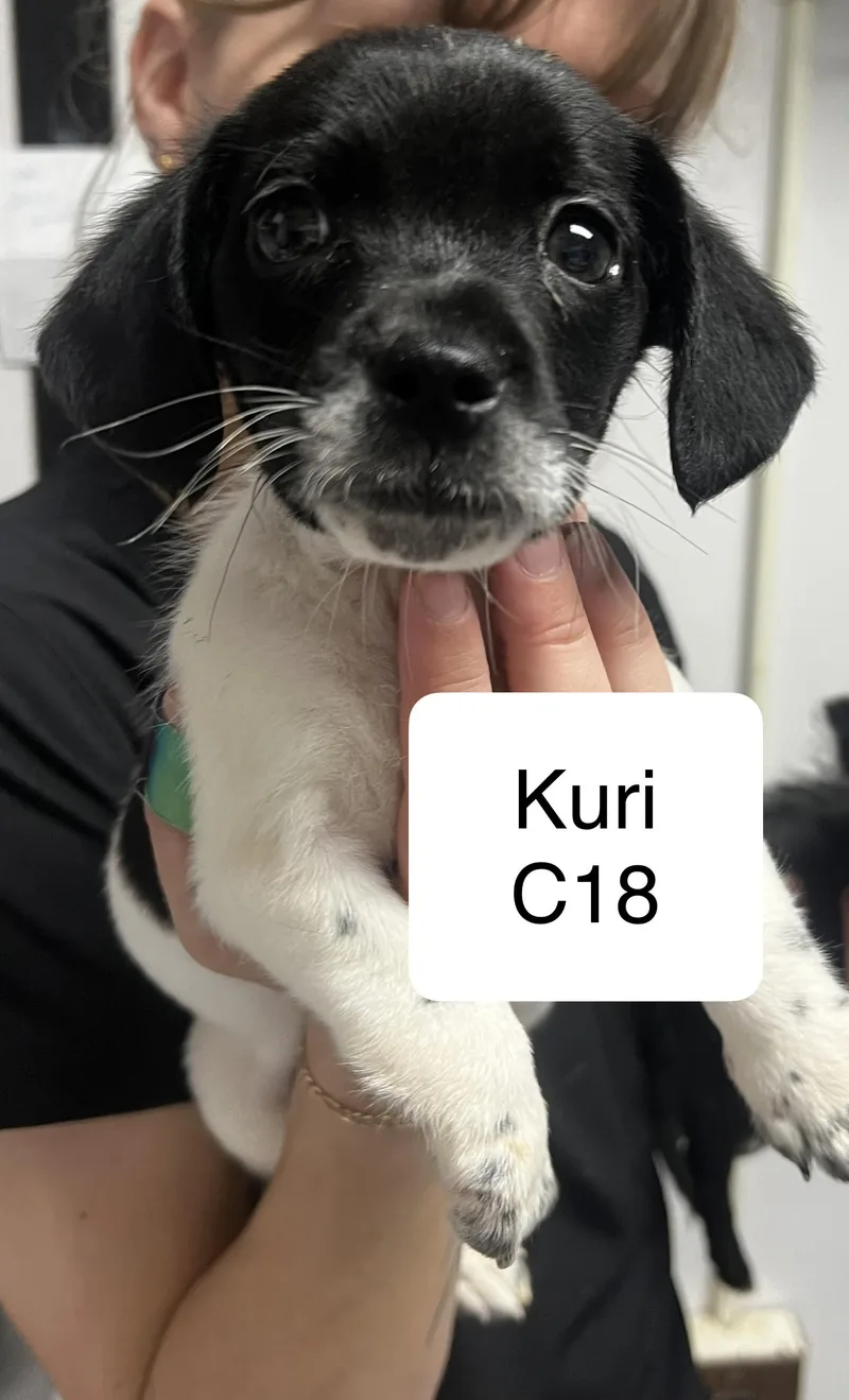 Kuri