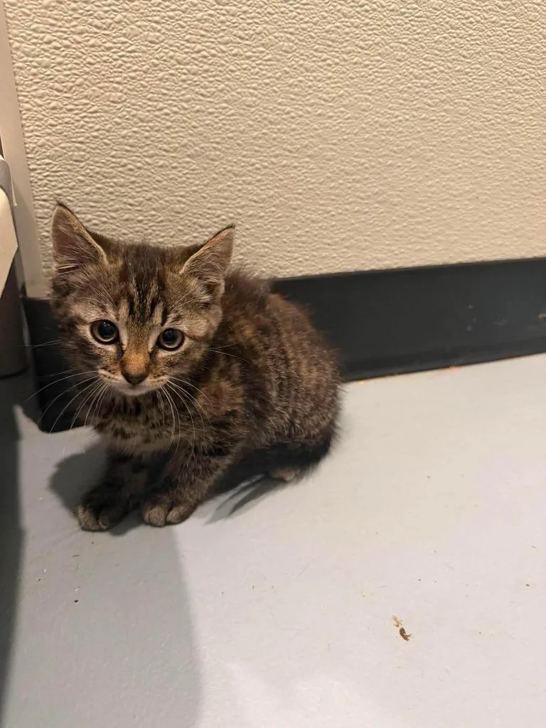 A baby medium-sized female Domestic Short Hair cat named T Sprigatito for adoption in Ashland, WI