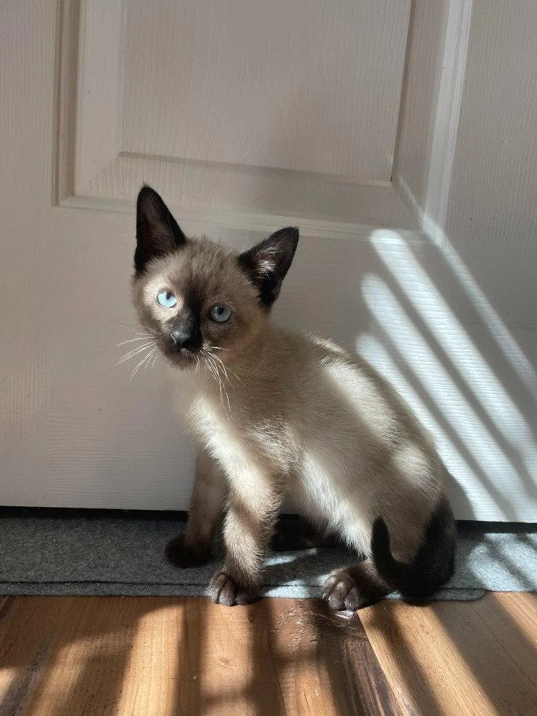 A baby medium-sized male Domestic Short Hair cat named Snoopy for adoption in St. Helens, OR
