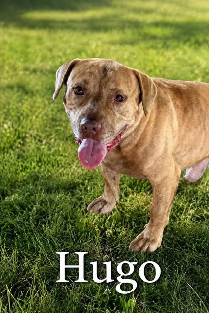 A young large-sized male American Bully dog named Hugo for adoption in Zimmerman, MN