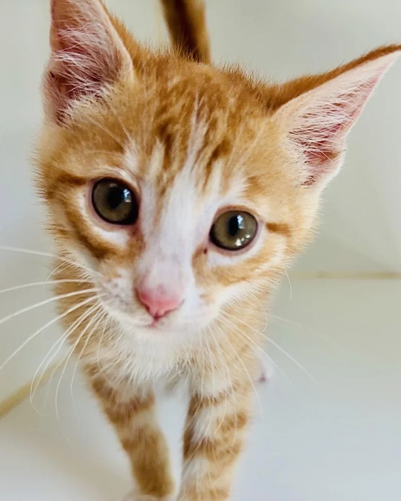 A baby small-sized male Orange / Red Domestic Short Hair cat named Anaheim for adoption in Oakland, CA