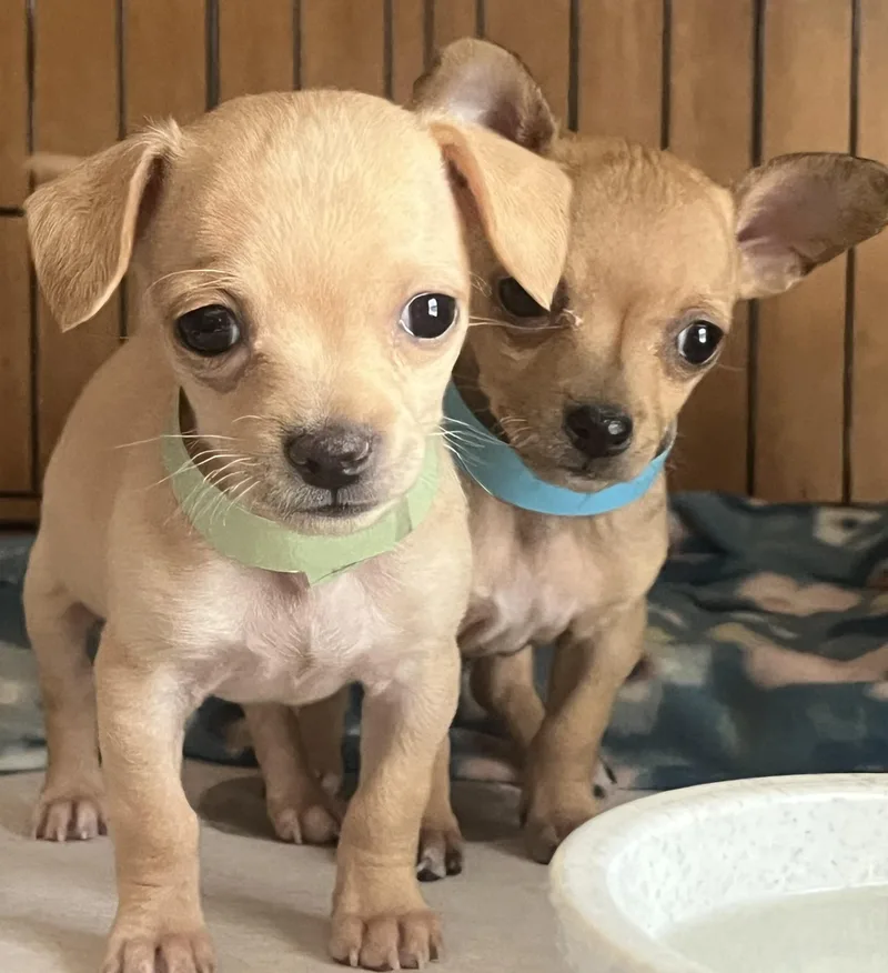 A baby small-sized male Red / Chestnut / Orange Chihuahua dog named Dewey And Louie for adoption in Longmont, CO