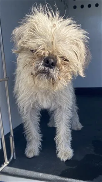A young small-sized male Shih Tzu dog named Spike for adoption in Bakersfield, CA