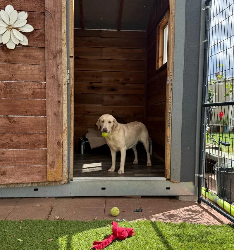 A young medium-sized female Yellow / Tan / Blond / Fawn Labrador Retriever dog named Jessica for adoption in Temecula, CA