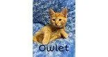 Owlet