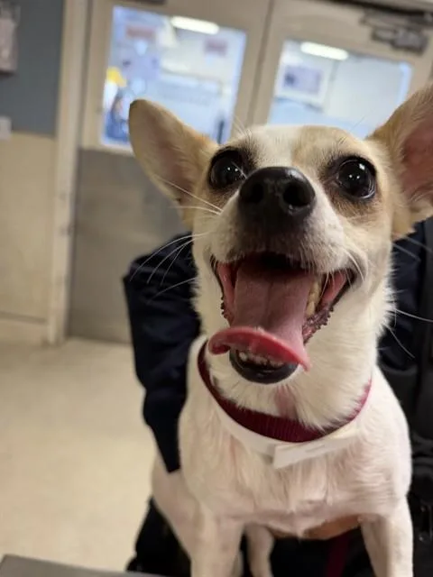 An adult small-sized female Chihuahua dog named Popcorn for adoption in Riverside, CA