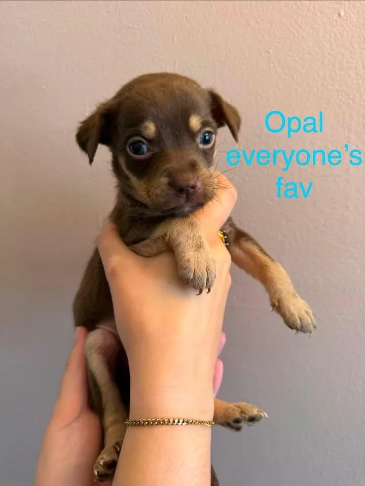 A baby medium-sized female Terrier dog named Opal for adoption in Berlin, NJ