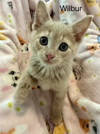A baby small-sized male Domestic Short Hair cat named Wilbur for adoption in Ringoes, NJ