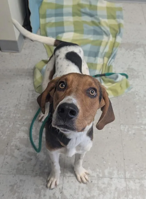 An adult medium-sized male American Foxhound dog named Elvis for adoption in Salt Lake City, UT