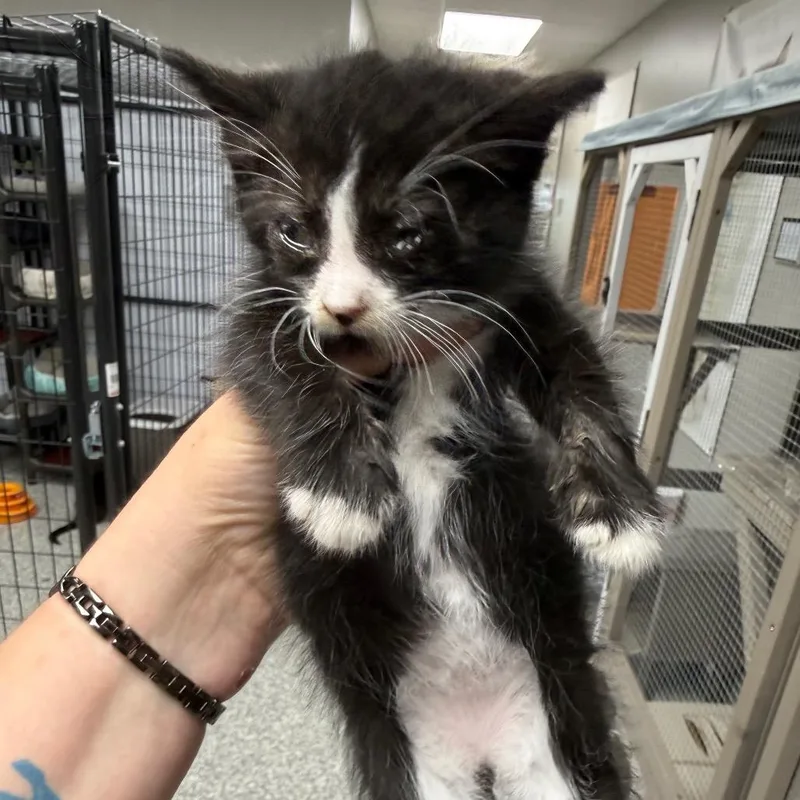Tuxie
