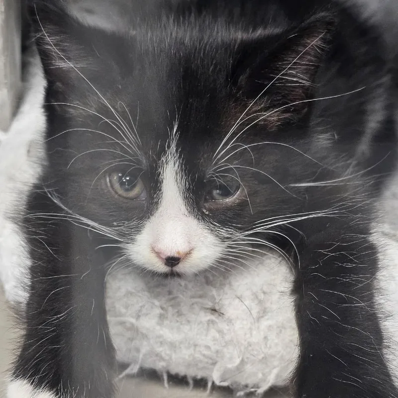 Tuxie thumbnail 2