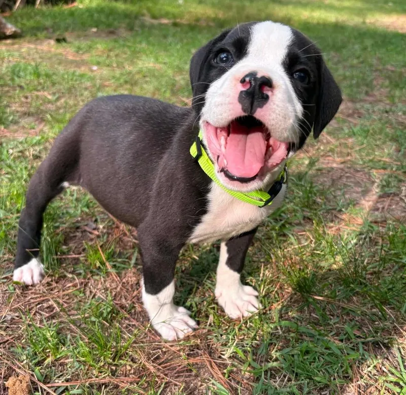A baby medium-sized female Black Pit Bull Terrier dog named Poppy for adoption in Wenonah, NJ