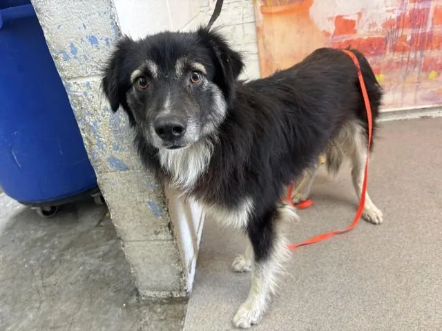 An adult medium-sized male Australian Shepherd dog named Navi for adoption in San Bernardino, CA