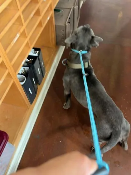 An adult large-sized male Pit Bull Terrier dog named Zane for adoption in New Orleans, LA