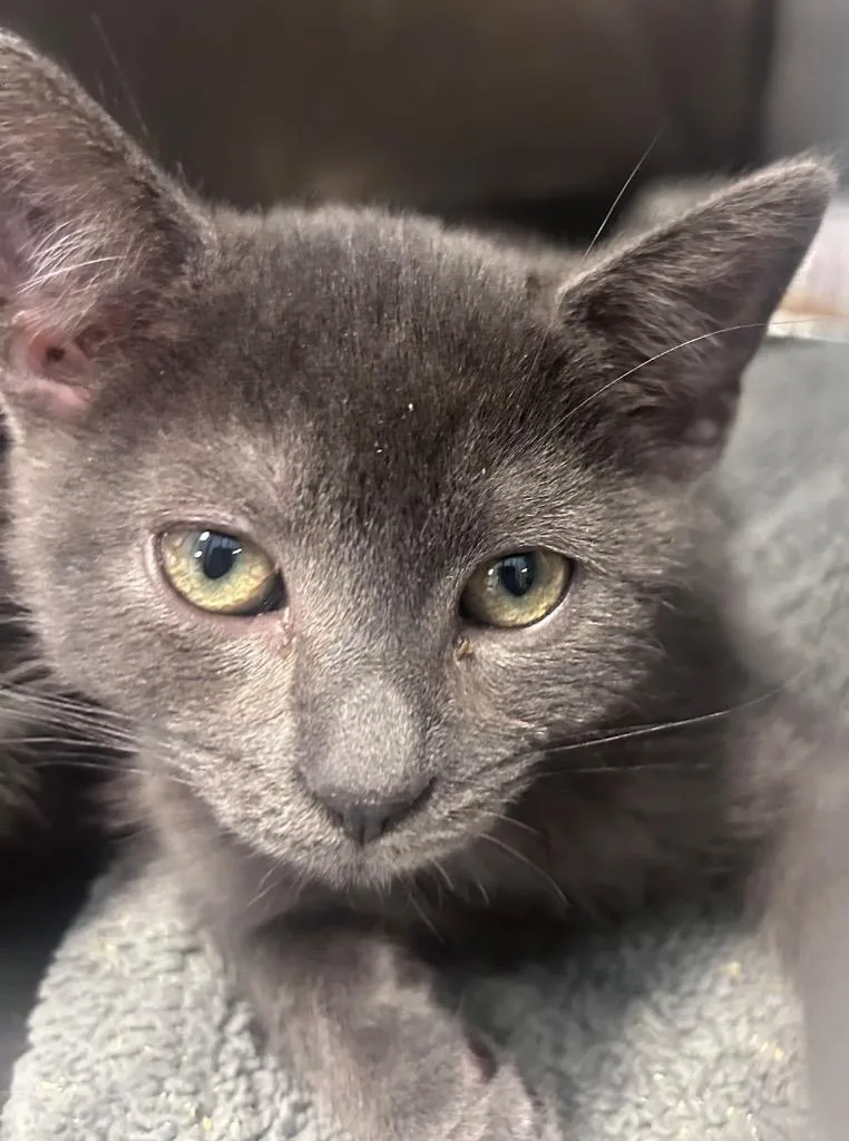 A baby medium-sized male Domestic Short Hair cat named Sorrento for adoption in Cumming, GA