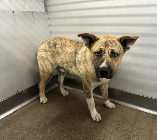 An adult large-sized male Pit Bull Terrier dog named Archie for adoption in San Bernardino, CA