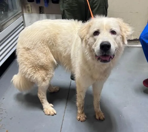 An adult large-sized female Great Pyrenees dog named Allison for adoption in Dallas, GA