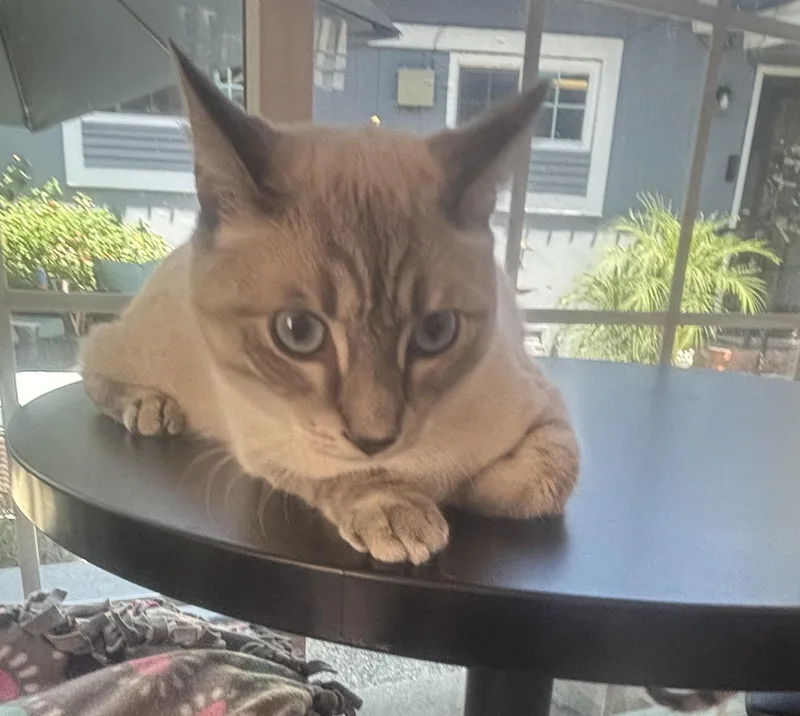 A young medium-sized male Buff & White Siamese cat named Mocha for adoption in Whittier, CA