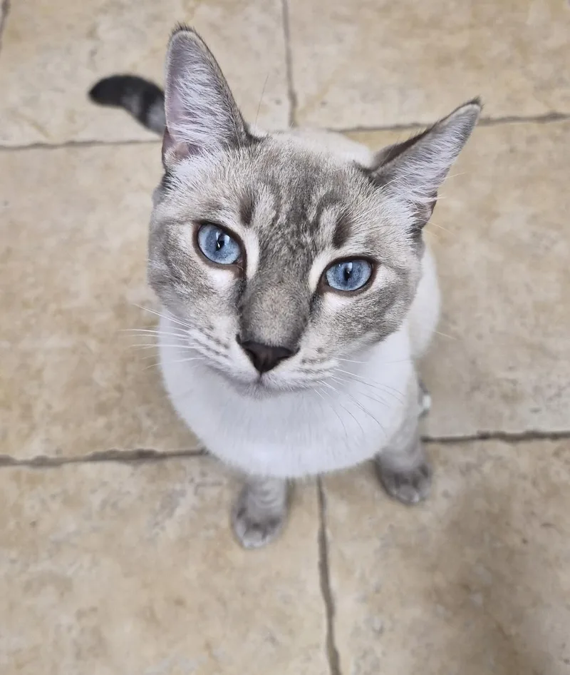 Mocha thumbnail 3
