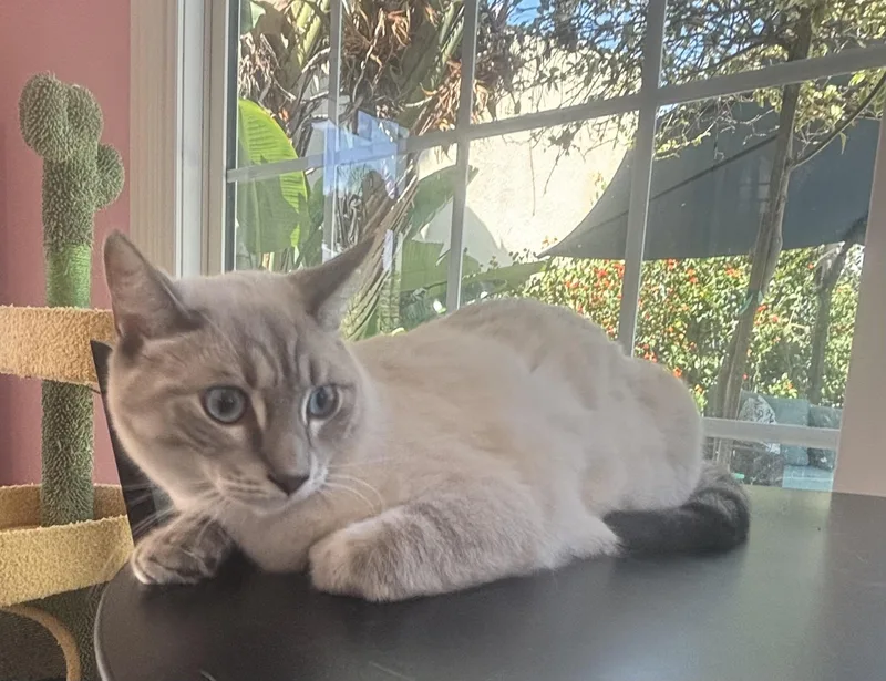 Mocha thumbnail 4
