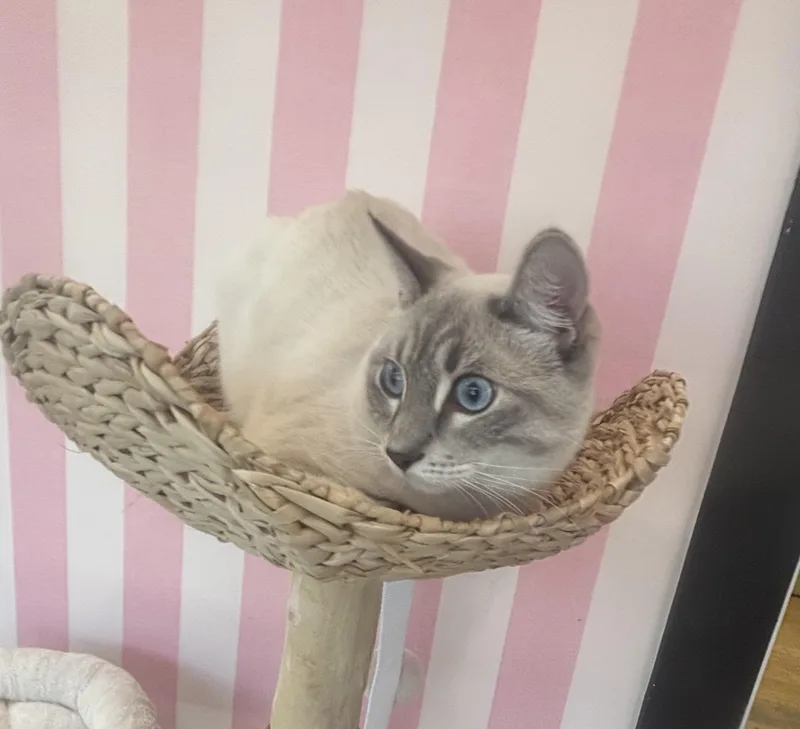 Mocha thumbnail 5