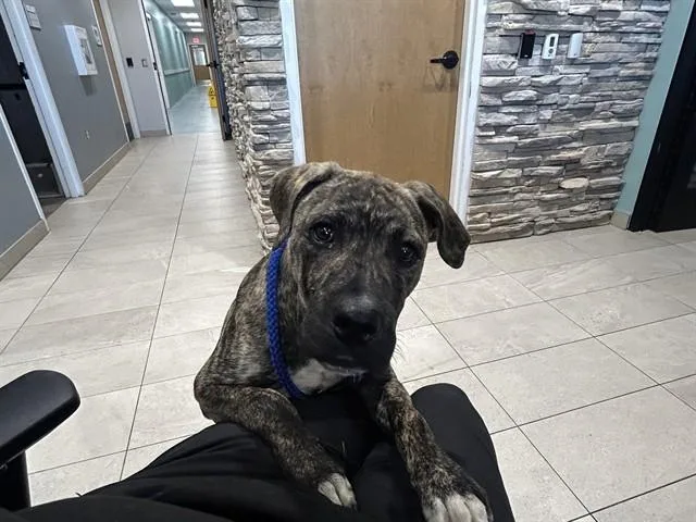 A young small-sized male Mixed Breed dog named Huckleberry for adoption in Garland, TX