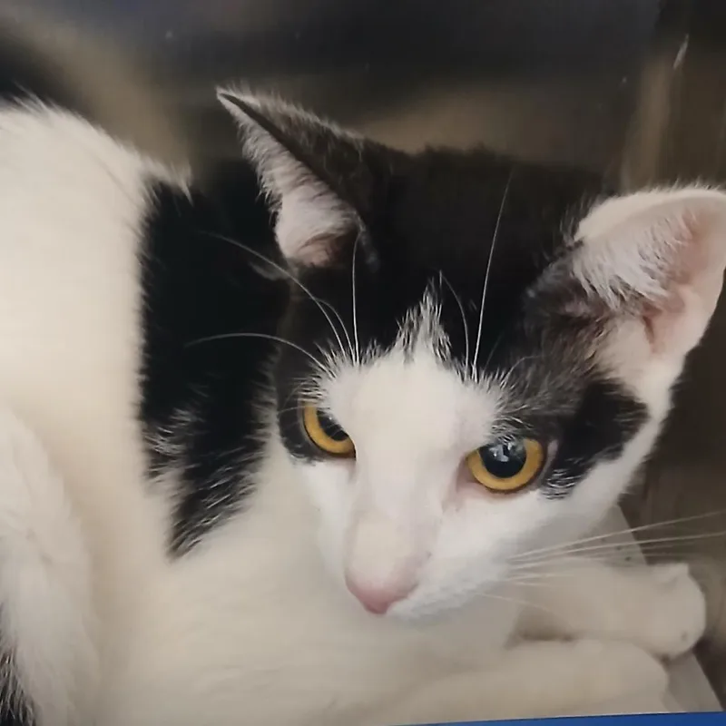 An adult medium-sized female Black Domestic Short Hair cat named Cookie for adoption in Philadelphia, PA