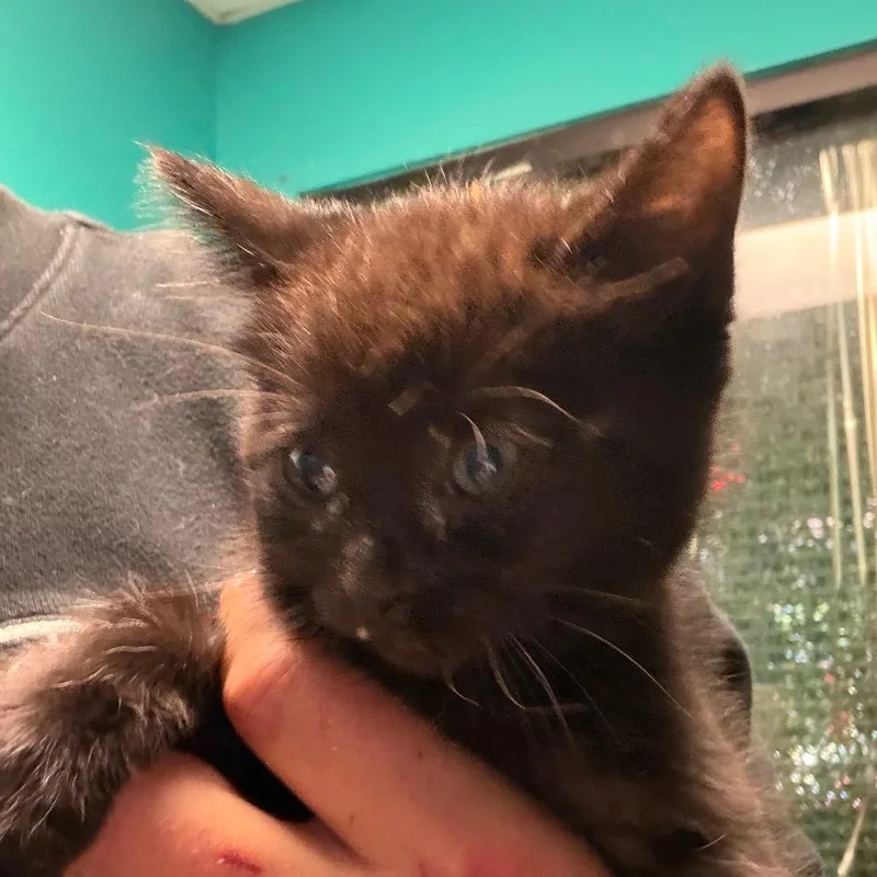 A baby small-sized female Black Domestic Short Hair cat named Emma for adoption in Lake Jackson, TX