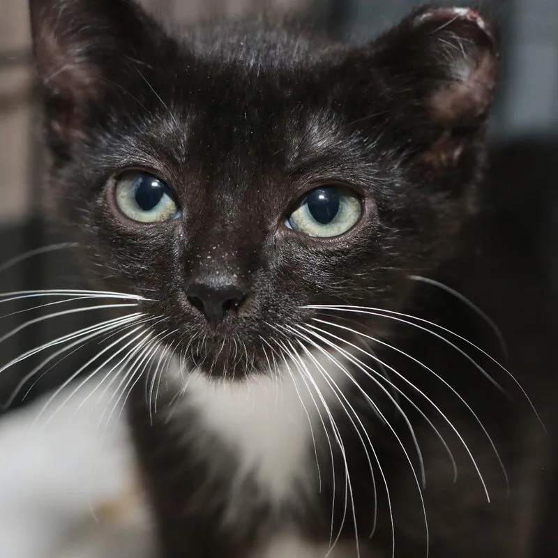 A baby small-sized male Black Domestic Short Hair cat named Bart for adoption in Allentown, PA