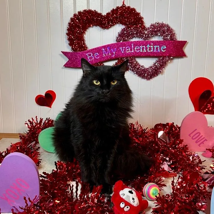 An adult small-sized male Domestic Long Hair cat named Salem for adoption in Greensburg, PA