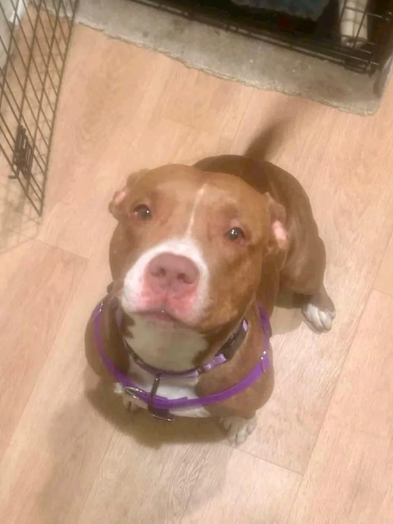 An adult large-sized female Red / Chestnut / Orange Mixed Breed dog named Hazel for adoption in Vassalboro, ME