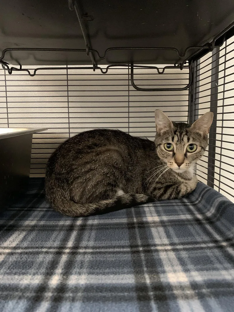 An adult medium-sized female Domestic Short Hair cat named Cher for adoption in Sanford, FL