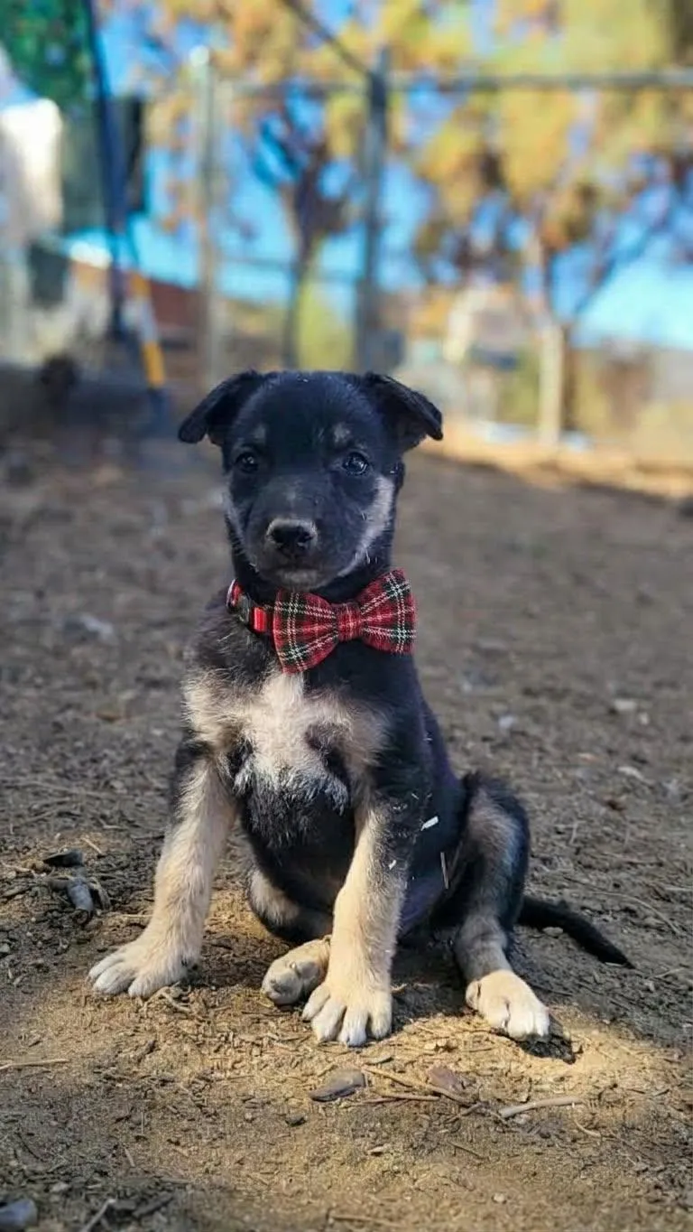 A baby medium-sized male German Shepherd Dog dog named Rex for adoption in Anza, CA