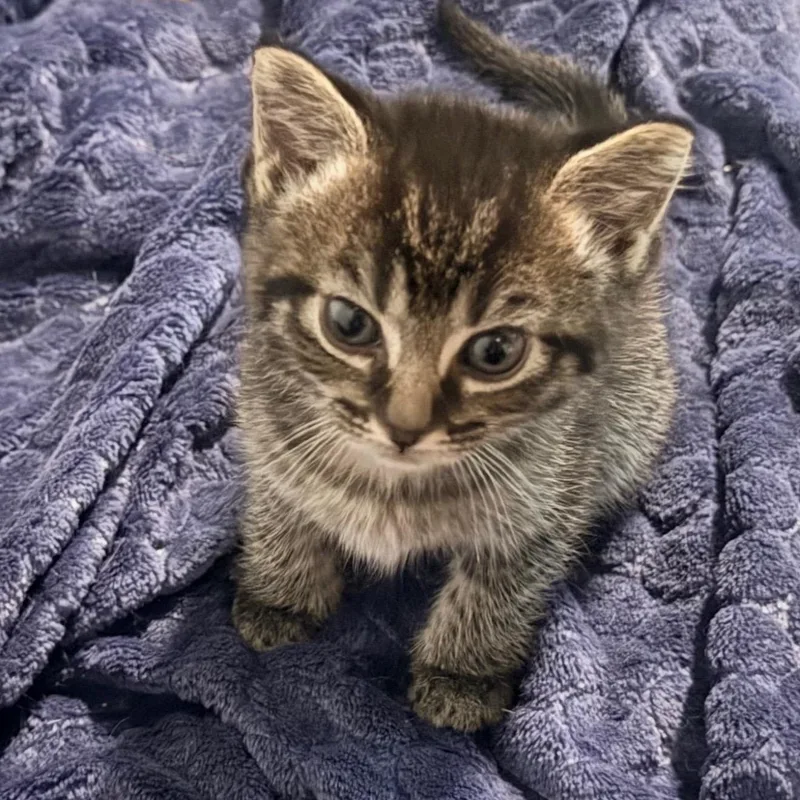 A baby small-sized male Tabby (Gray / Blue / Silver) Tabby cat named West for adoption in Johnson City, TN