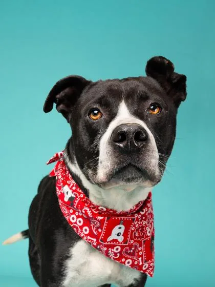An adult large-sized male Mixed Breed dog named Denali Frankfurt for adoption in Atlanta, GA