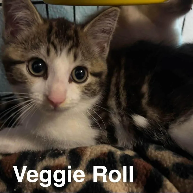 A baby small-sized male Brown / Chocolate Domestic Short Hair cat named Veggie Roll for adoption in Johnstown, PA